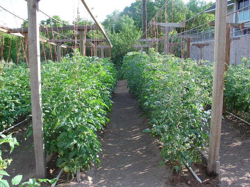 Выращивание помидоров в открытом грунте - определение вегитационного периода в зависимости от региона произрастания