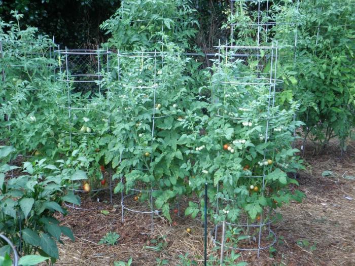 Выращивание помидоров в открытом грунте - подвязка высокорослых сортов томатов