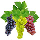 Раздел Виноград