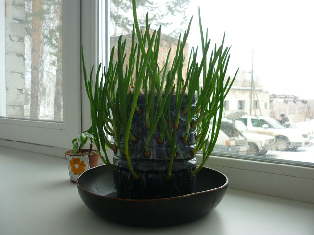 Как организовать вертикальную грядку при выращивании зеленого лука в домашних условиях