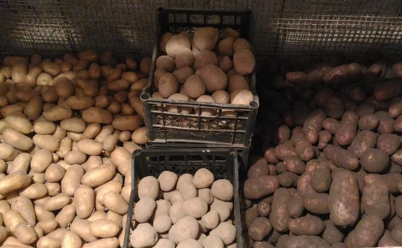 Какое место для хранения картошки выбрать