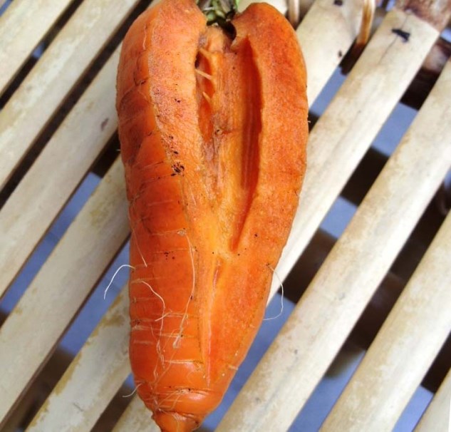 Почему морковь трескается - основные причины