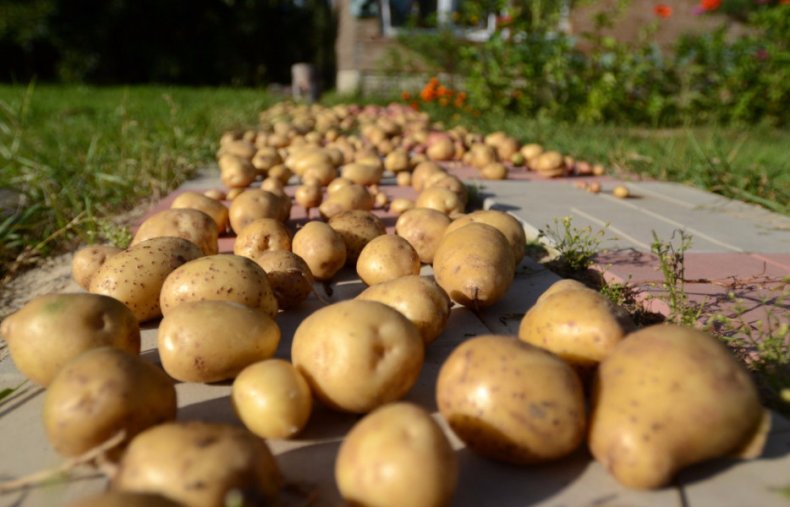 Подготовка картофеля к хранению зимой - сушка