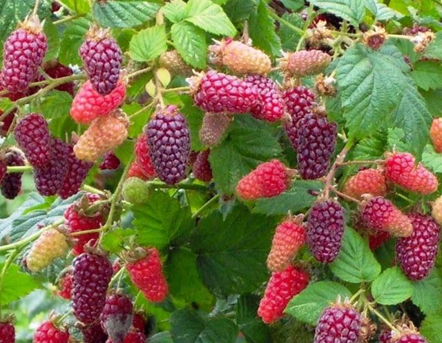 Преимущества гибридного ягодного кустарника ежемалины - гибрида малины и ежевики