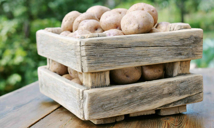 При каких условиях картофель сохранится до весны