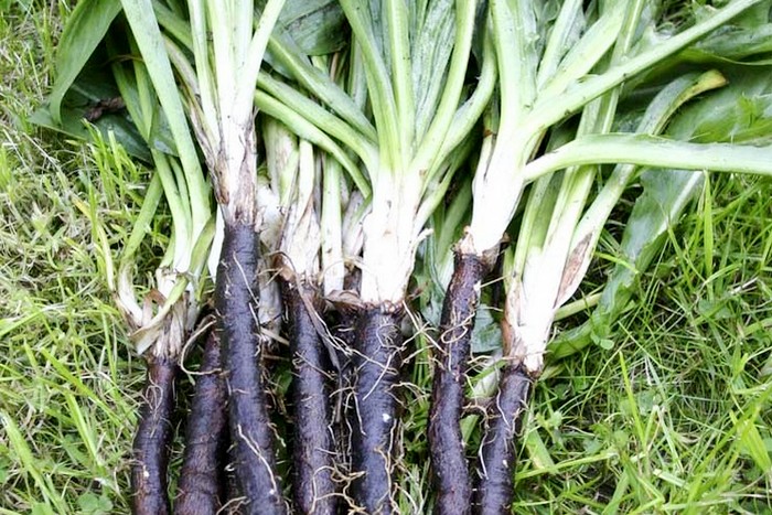 Черная морковь - особенности выращивания овоща, основные правила ухода