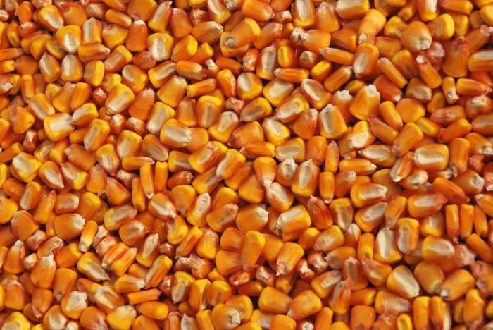 Как подготовить семена кукурузы к посеву в открытый грунт