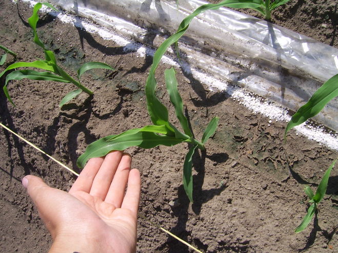 Когда посадить кукурузу и как уберечь от весеннего понижения температуры
