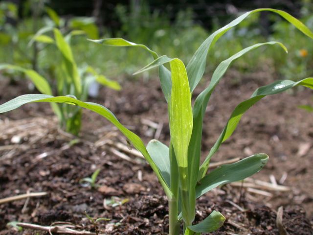 Посадка и уход за кукурузой - как вырастить сочные початки на своей даче
