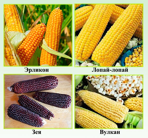 Разновидности кукурузы для приготовления попкорна