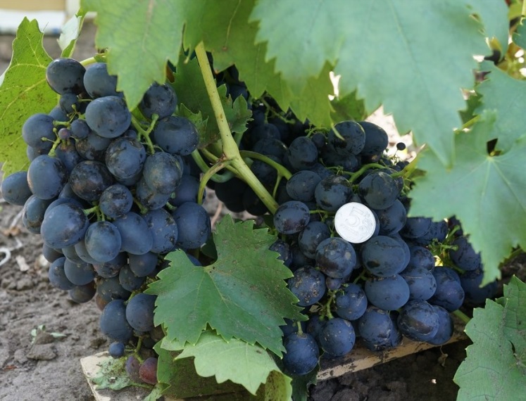 Виноград Сфинкс – столовый сорт темного винограда