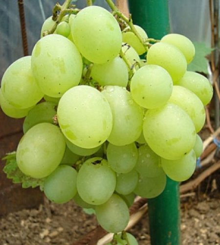 Виноград Талисман - гибрид устойчивый к значительному понижению температуры