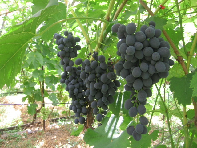 Выбор участка для выращивания виноградных кустов сорта Сфинкс