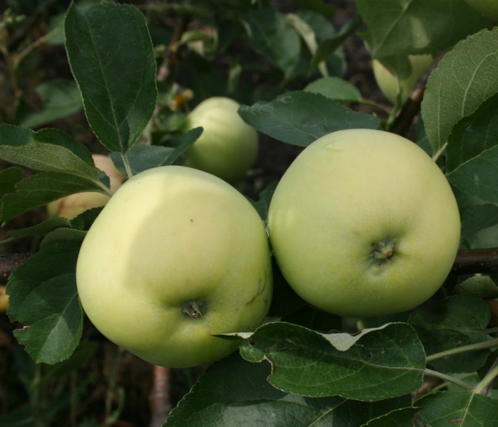 История возникновения и описание сорта яблок Белый налив
