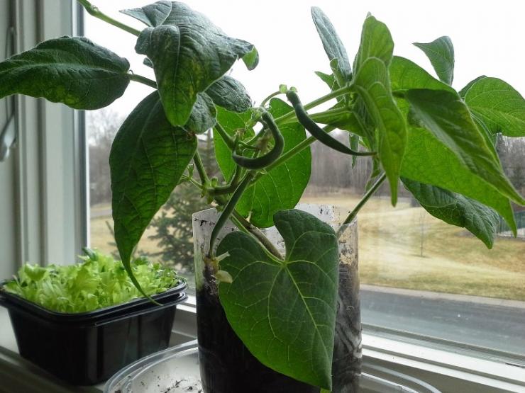 Можно ли получить куст фасоли в домашних условиях без предварительного проращивания семян