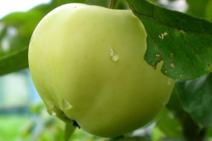 От чего зависит размер плода яблони сорта белый налив