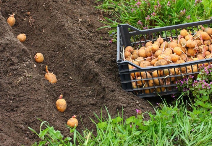 Подготовка картошки к посадке - отбор и проращивание семенного материала