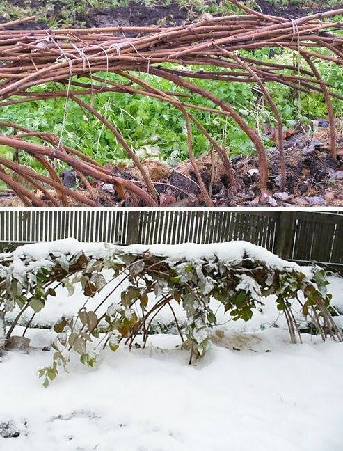 Подготовка малины к зиме