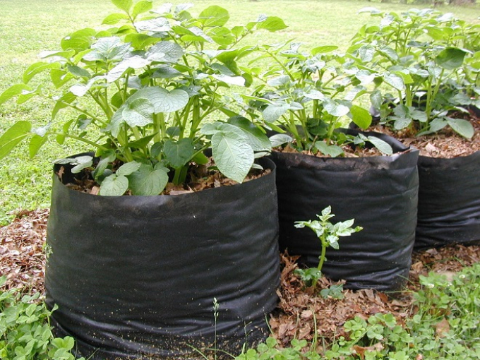 Преимущества и недостатки метода выращивания картофеля в мешках