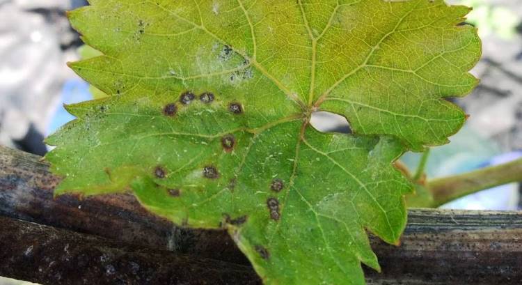 Признаки поражения виноградного куста серой гнилью - бурые пятна на листьях