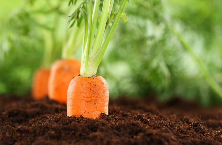 Секреты выращивания моркови в открытом грунте - внесение удобрений и подкормок