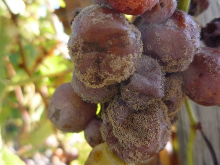 Серая гниль на винограде - в каких условиях грибок быстро развивается