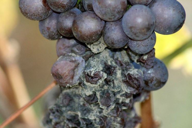 Серая гниль винограда - последний этап поражения ягод
