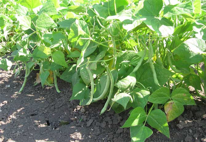 Как выращивать стручковую фасоль в открытом грунте?