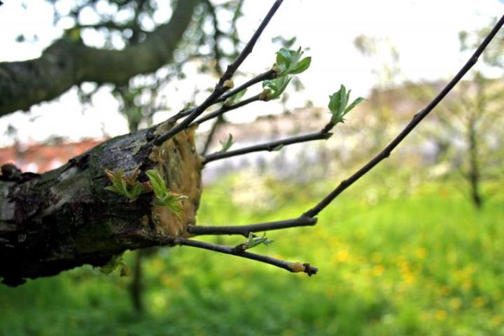Как привить яблоню весной на старое дерево