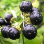Санберри: полезные свойства и вред ягод для организма