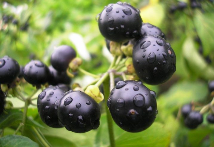 Санберри: полезные свойства и вред ягод для организма