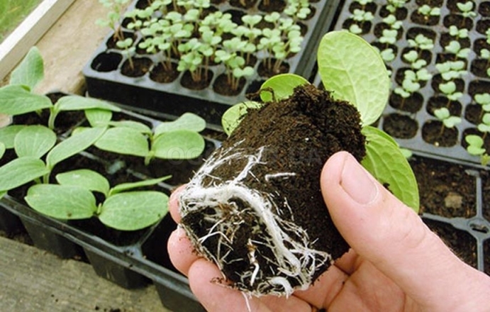 Технология посадки тыквы рассадой на своем огороде