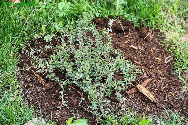 Выращивание садовой клюквы - требования к грунту