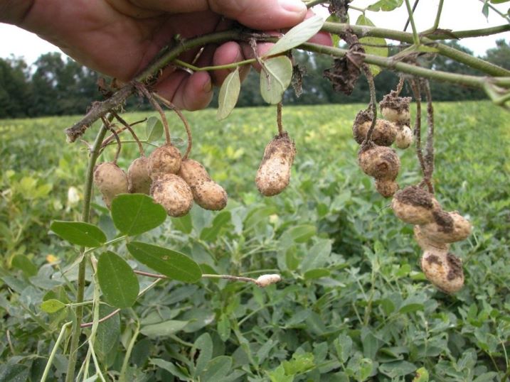 Уход и агротехника выращивания земляного ореха