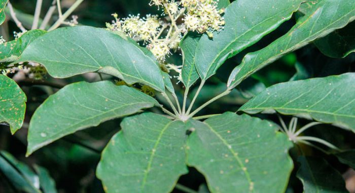 Шеффлера восьмилистная (Schefflera octophylla) 